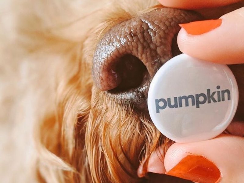 Pumpkin Pet Insurance Review